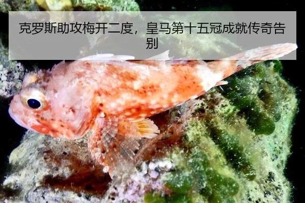 ke-luo-si-zhu-gong-mei-kai-er-du-huang-ma-di-shi-wu-guan-cheng-jiu-chuan-qi-gao-bie-2-728.jpg